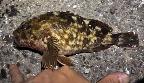 カサゴの釣果