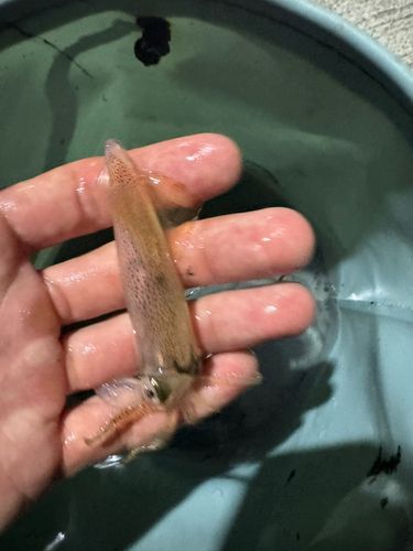 ベイカの釣果