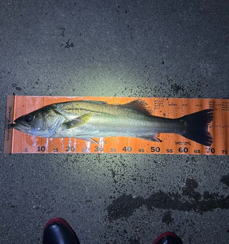 スズキの釣果