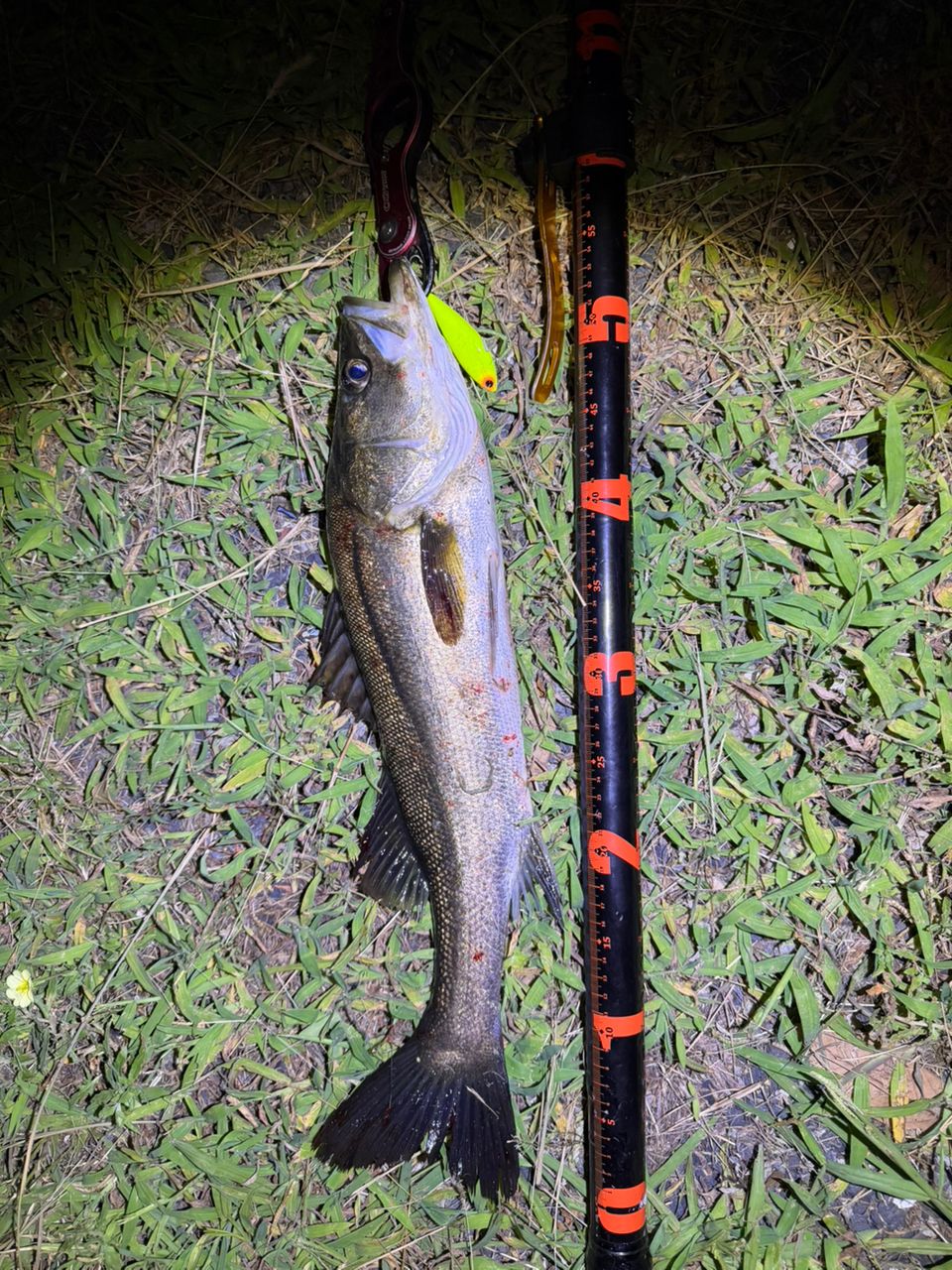 DAIWA 21モアザン ブランジーノ EX AGS 94LMLの最安値・インプレ・釣果