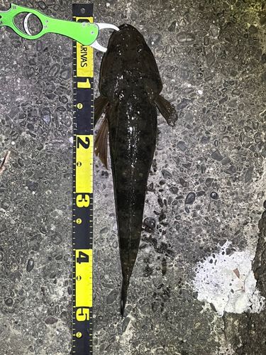 マゴチの釣果