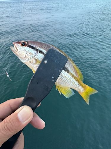 ヨコスジフエダイの釣果