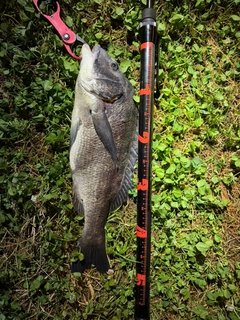 チヌの釣果