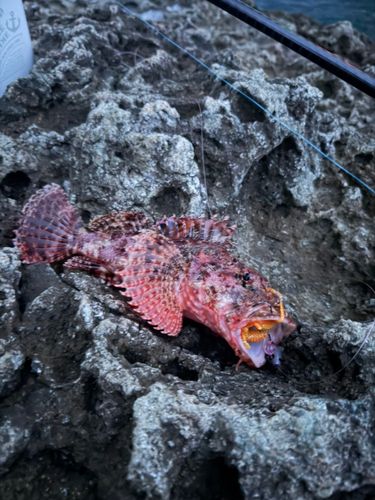 カサゴの釣果