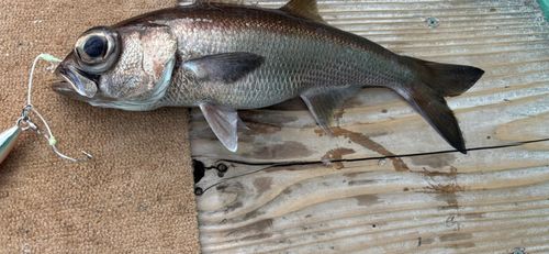 クロムツの釣果