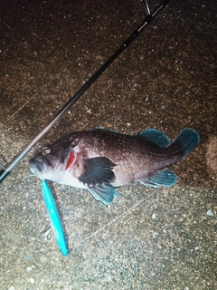マゾイの釣果