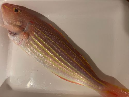 イトヨリダイの釣果