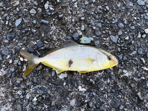 ショゴの釣果