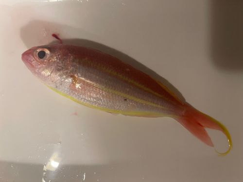 ソコイトヨリの釣果