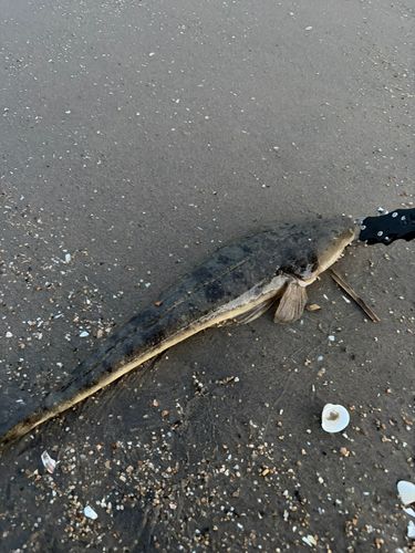 マゴチの釣果