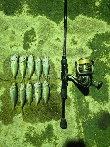 アジの釣果