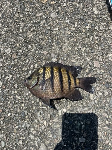 シマスズメダイの釣果
