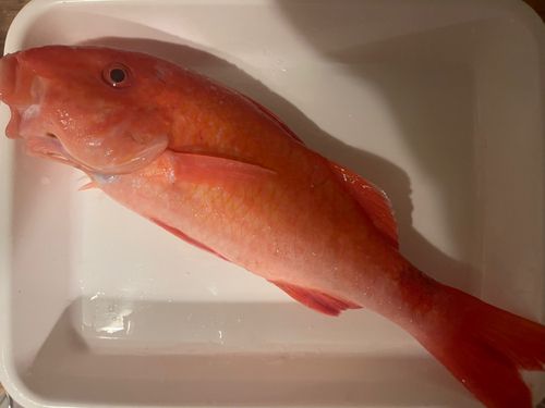 オジサンの釣果