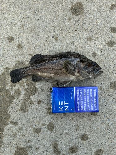 釣果一覧】宮城県で釣れたクロソイ - アングラーズ | 釣果600万件の