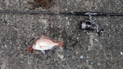 チダイの釣果
