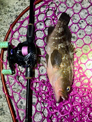 アコウの釣果