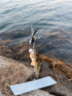 GTの釣果