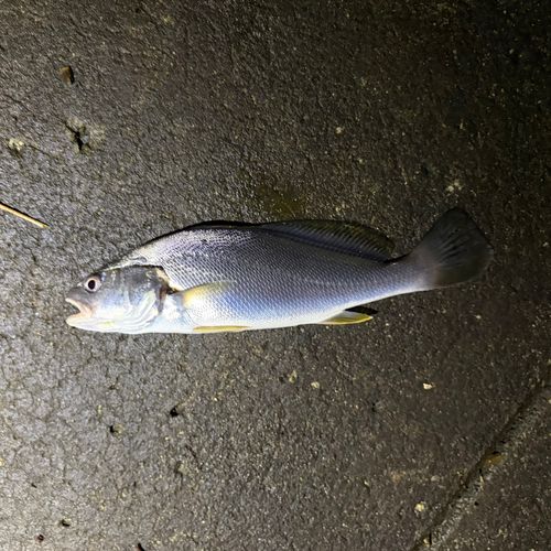 イシモチの釣果