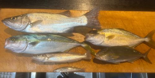 キスの釣果