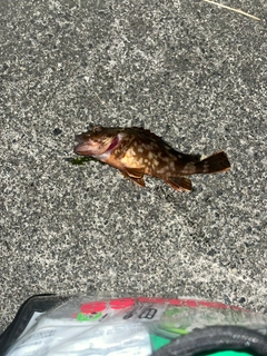 ガシラの釣果