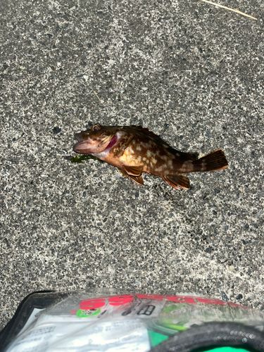 ガシラの釣果