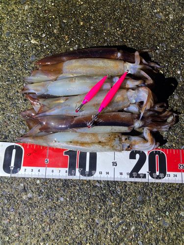 イカの釣果