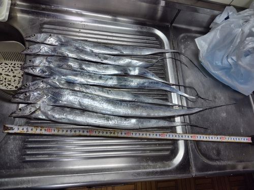 タチウオの釣果