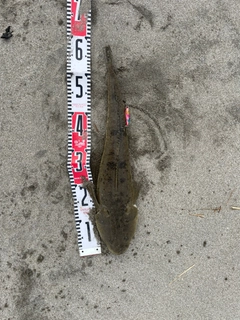 コチの釣果
