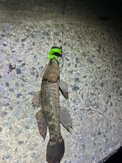 カワアナゴの釣果