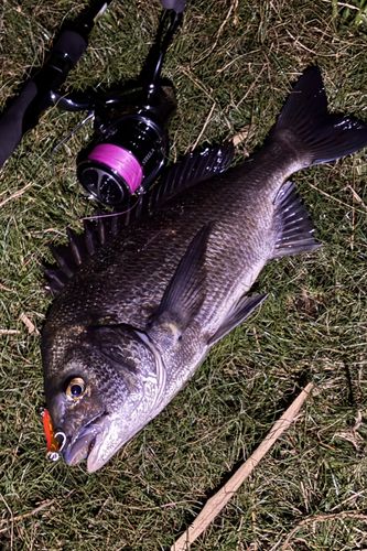 クロダイの釣果