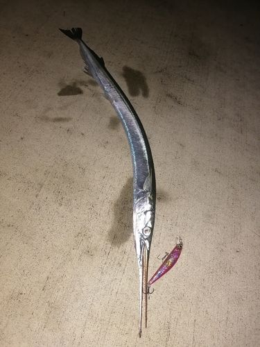 ダツの釣果