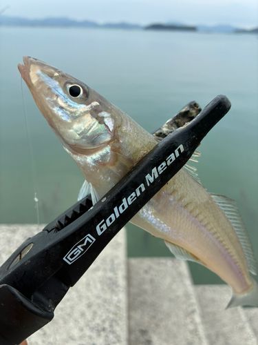キスの釣果