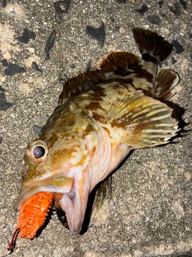 カサゴの釣果