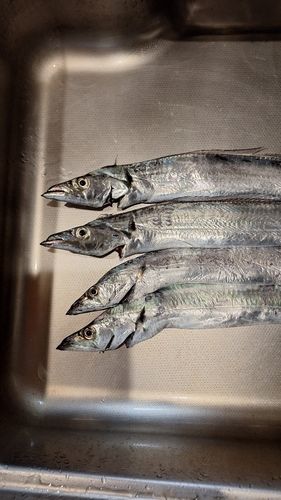 タチウオの釣果