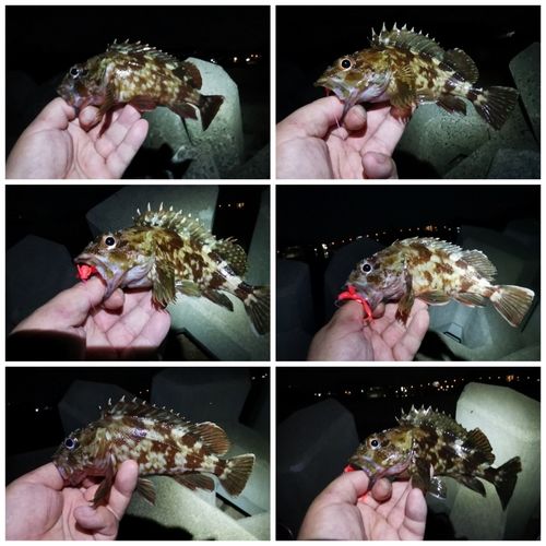 ガシラの釣果