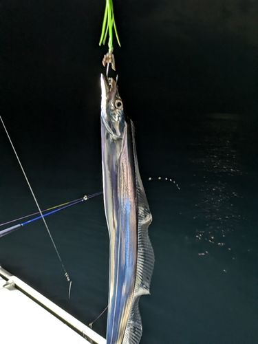 タチウオの釣果