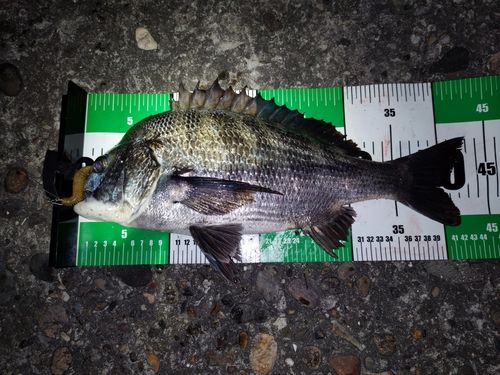 クロダイの釣果