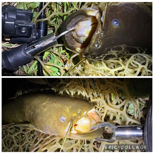ナマズの釣果