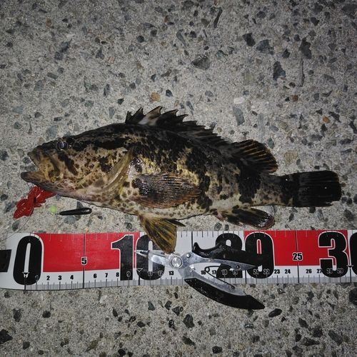 タケノコメバルの釣果