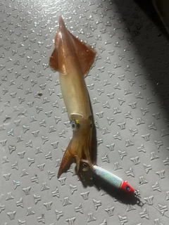 ケンサキイカの釣果