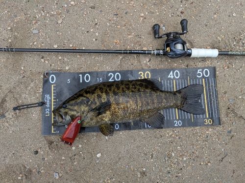 スモールマウスバスの釣果
