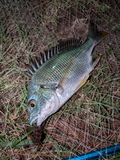 キビレの釣果