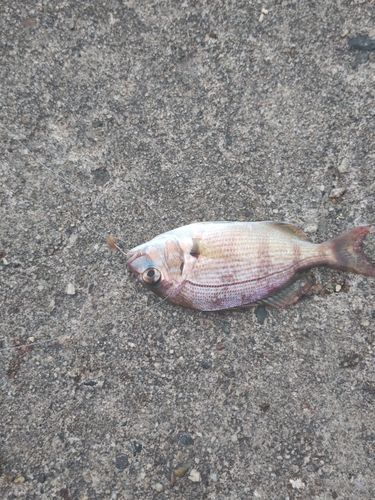 チャリコの釣果