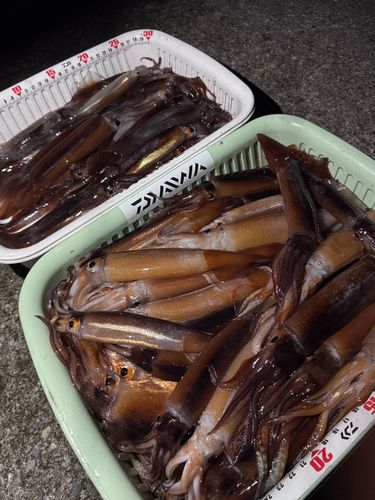 スルメイカの釣果