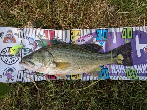 ブラックバスの釣果
