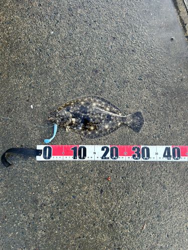 ヒラメの釣果