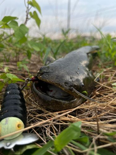 ナマズの釣果