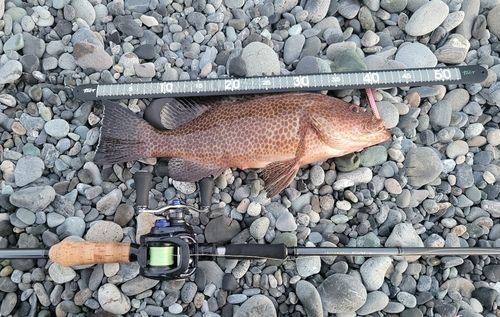 オオモンハタの釣果
