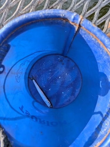 イワシの釣果