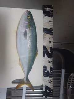 ツバスの釣果